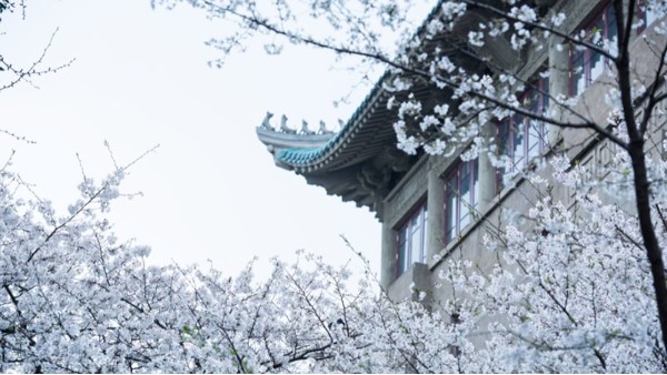 武汉极悦娱乐厂家加油！相约明年3月樱花盛开之时